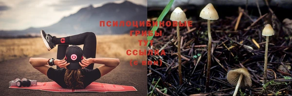 стаф Бородино