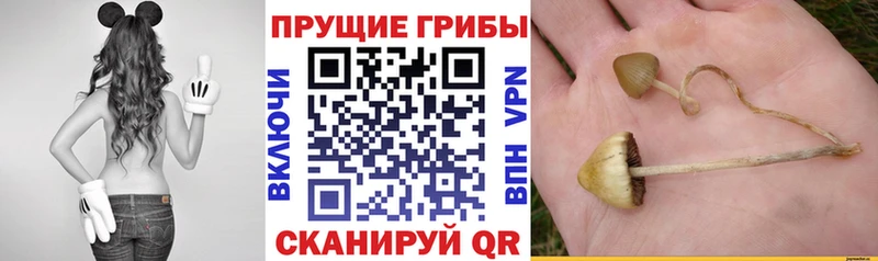 где продают   гидра вход  Галлюциногенные грибы ЛСД  Королёв 
